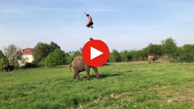 somersault-on-elephant-baahubali