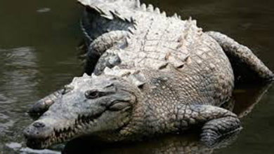 Crocodile