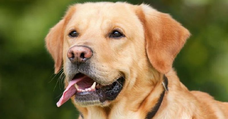 Dogs Can Detect Cancer Through Smelling Read To Know More Health 