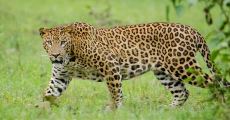 boy-3-dragged-into-forest-by-leopard-near-tirupati-temple-tamil