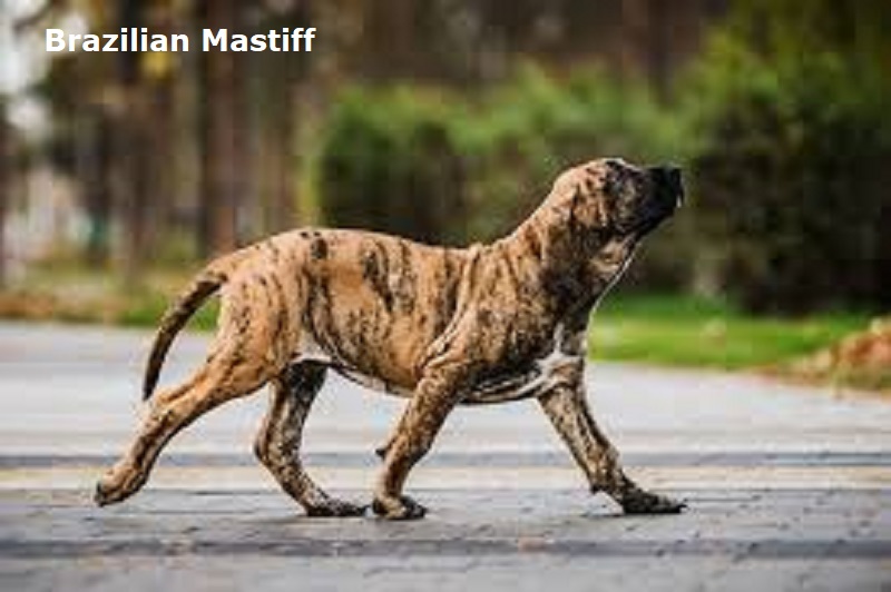 Brazilian Mastiff: